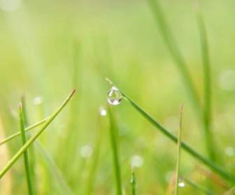 Water Drop On Grass