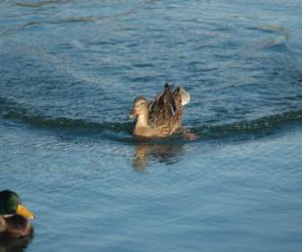 water duck cane mallard