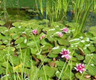 Water Lilies Aquatic Plant Nature