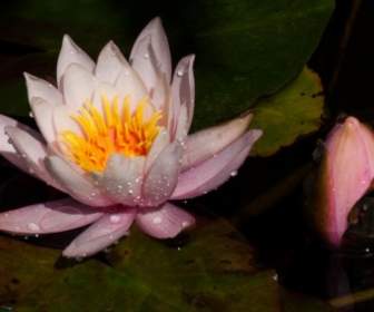 Nénuphars Nymphaea Bourgeon