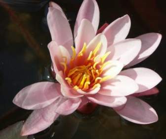 водяной лилии цветок водных растений