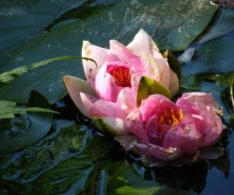 водяной лилии цветок розовый