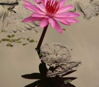 Water Lily Flower Pink