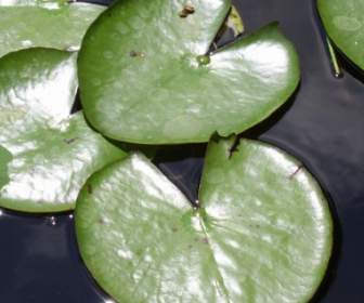 Water Lily Leaves