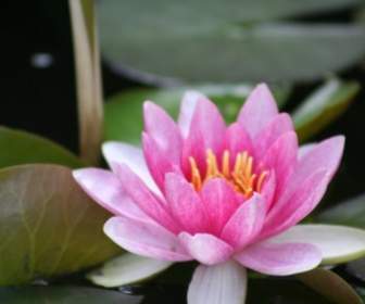 Water Lily Pink Aquatic Plant