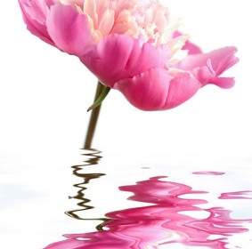 Water Pink Flowers Stock Photo
