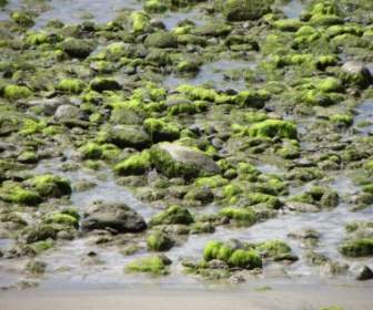 الأعشاب البحرية الحجارة الماء