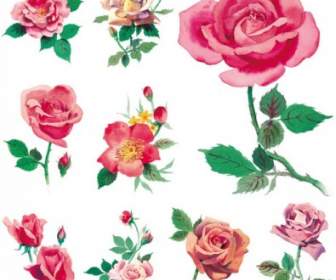 Stile Acquerello Rose Ad Alta Definizione Foto Rosa Rosesp