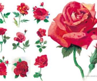 Stile Acquerello Rose Ad Alta Definizione Immagine Rosso Rosep