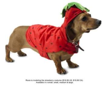 穿草莓已安裝的小狗高清圖片