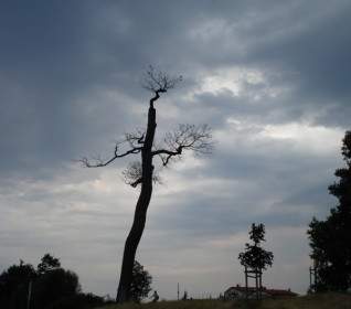 weather tree clouds