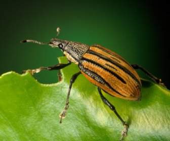 Charançons Beetle Diaprepes Abbreviatus