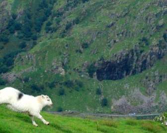 ウェールズの山羊