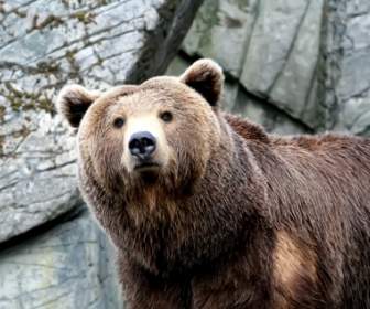 Papel De Parede Urso Molhado Tem Animais