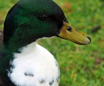 Wet Duck Portrait