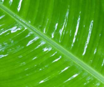 Wet Leaf Detail