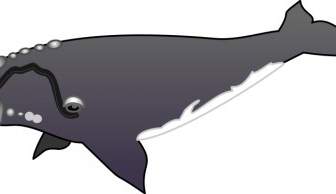 鯨魚