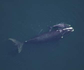 whale cow calf sea