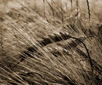 Wheat Harvest Wallpaper Other Nature