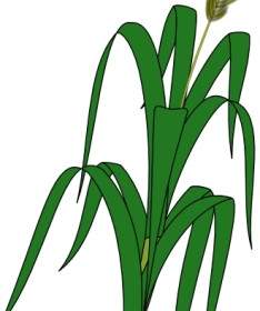 Wheat Plant Food Clip Art