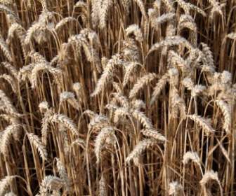 Wheat Plants Crop