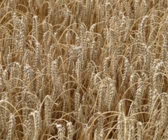 小麦のスパイクの穀物
