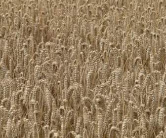 小麦のスパイクの穀物