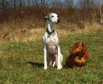 Cani Bassotto Whippet