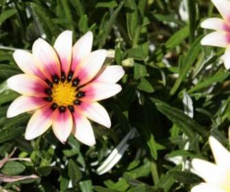 White And Pink African Daisy Blooms