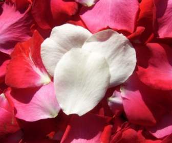 White And Red Rose Petals