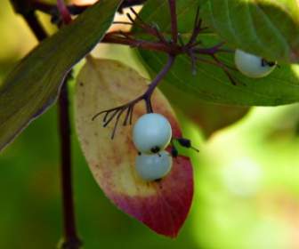 White Berries Bush