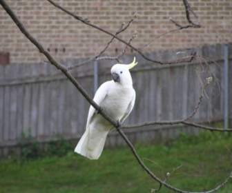Weißer Vogel