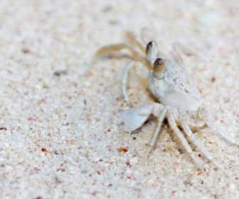 White Crab