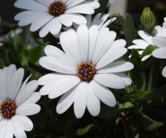 White Daisy Blossoms