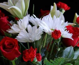 ดอกกุหลาบสีแดงสีแดงสีขาว Daisys