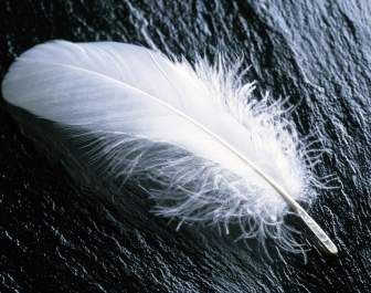 白羽毛壁纸风景自然