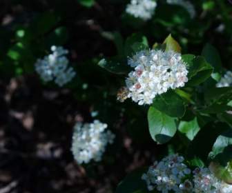white flower aronia