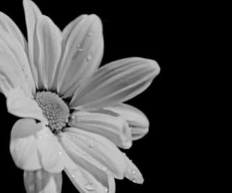 White Flower On Black Background