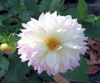 Fiore Bianco Con Bordi Rosa