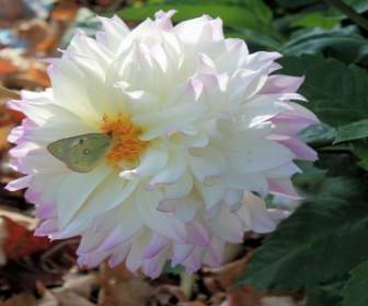 Flor Blanca Con Pequeña Mariposa
