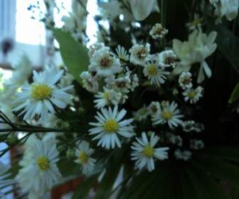 Fleurs Blanches