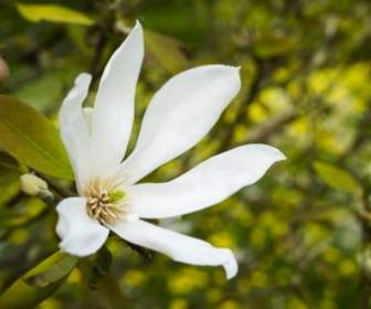 白い花の自然
