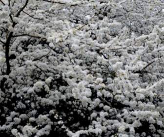 木の白い花