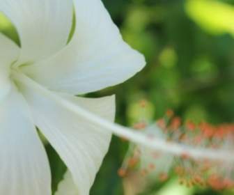 White Gumamela Flower