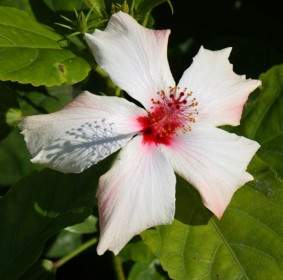 White Hibiscus With Red Stamen