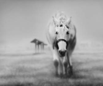 Weißes Pferd-Bilder-andere Tiere