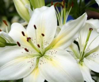 White Lilies Wallpaper Flowers Nature