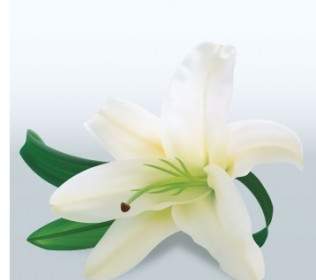 Lily Putih