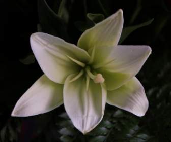 Flor De Lírio Branco Perfumado
