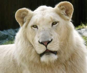 White Lion Wallpaper Big Cats Animals